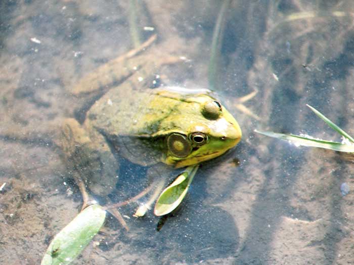 A green frog