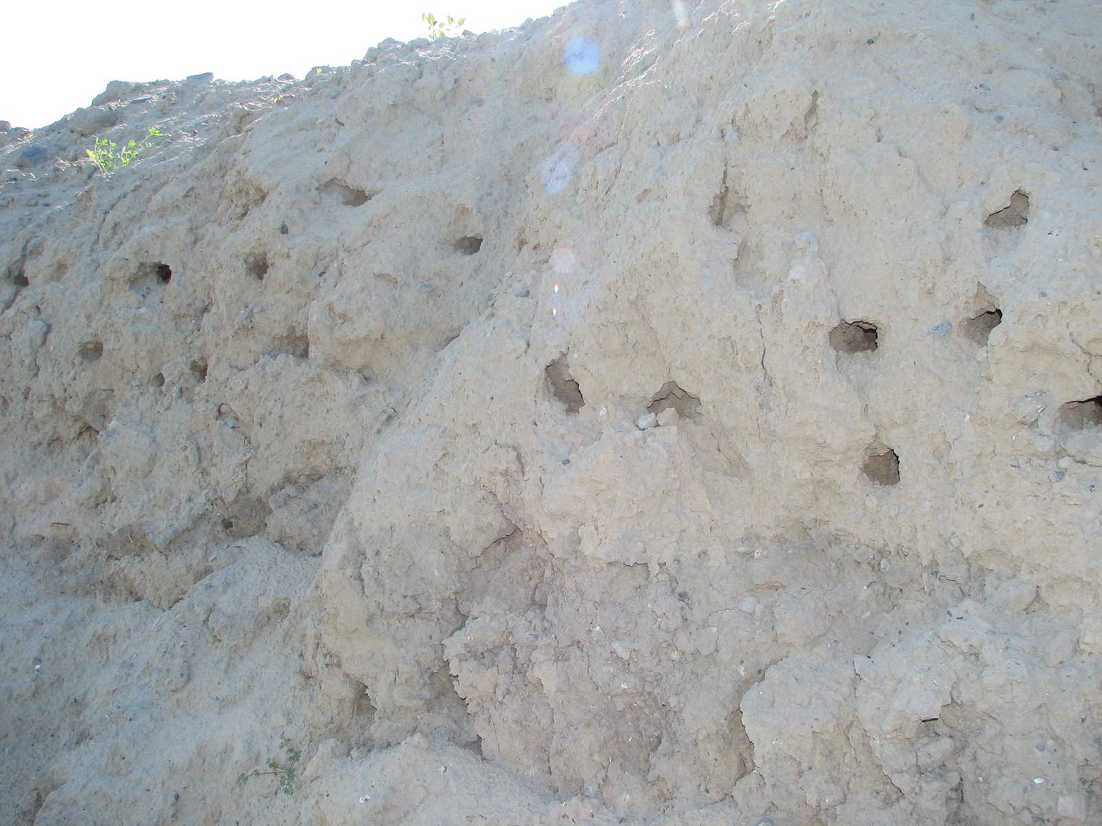 Bank swallow habitat