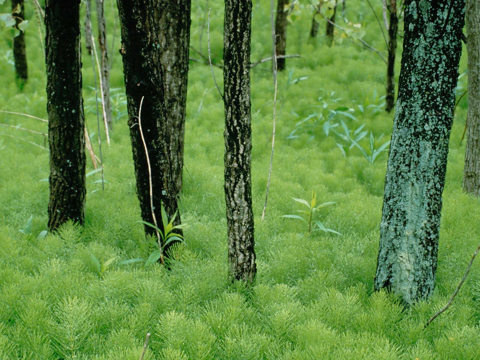 Horsetail and trees