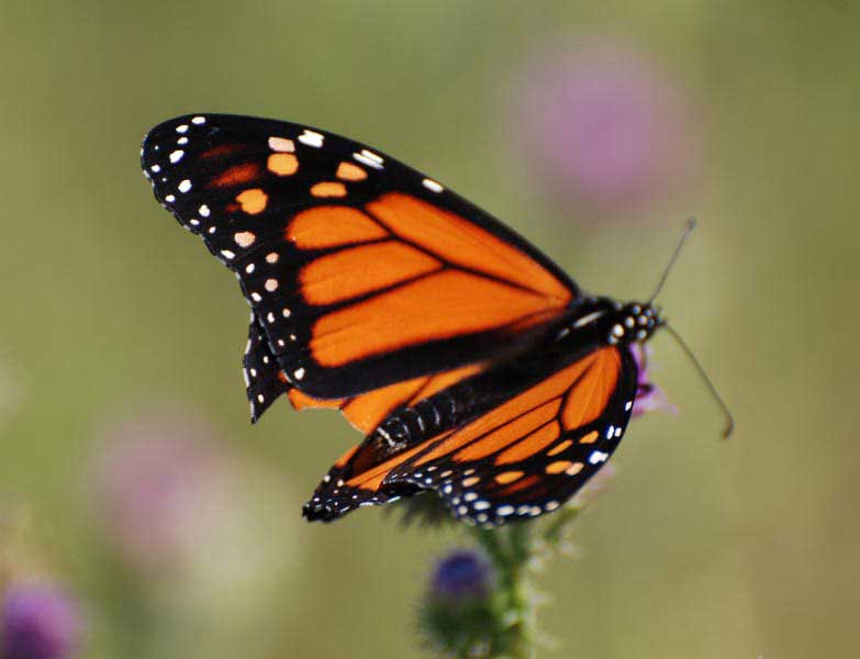 A monarch butterfly
