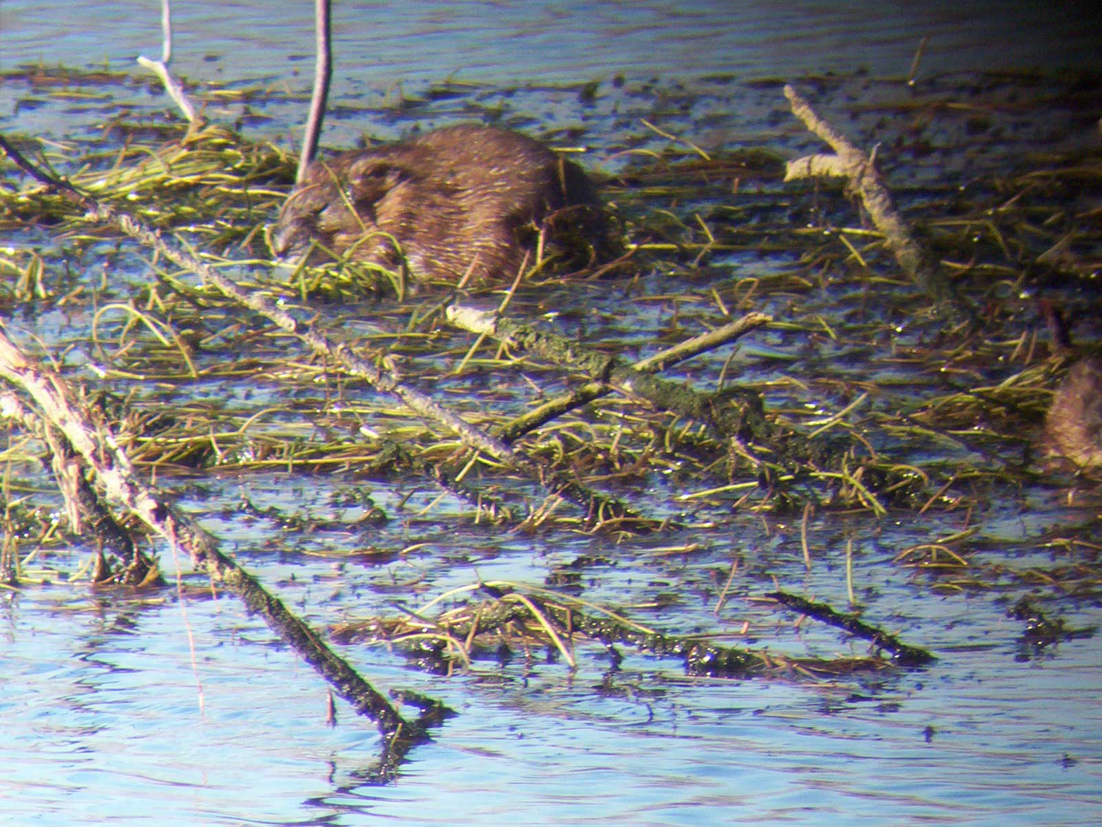 A muskrat in the water