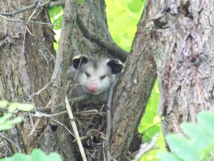 An opossum in a tree