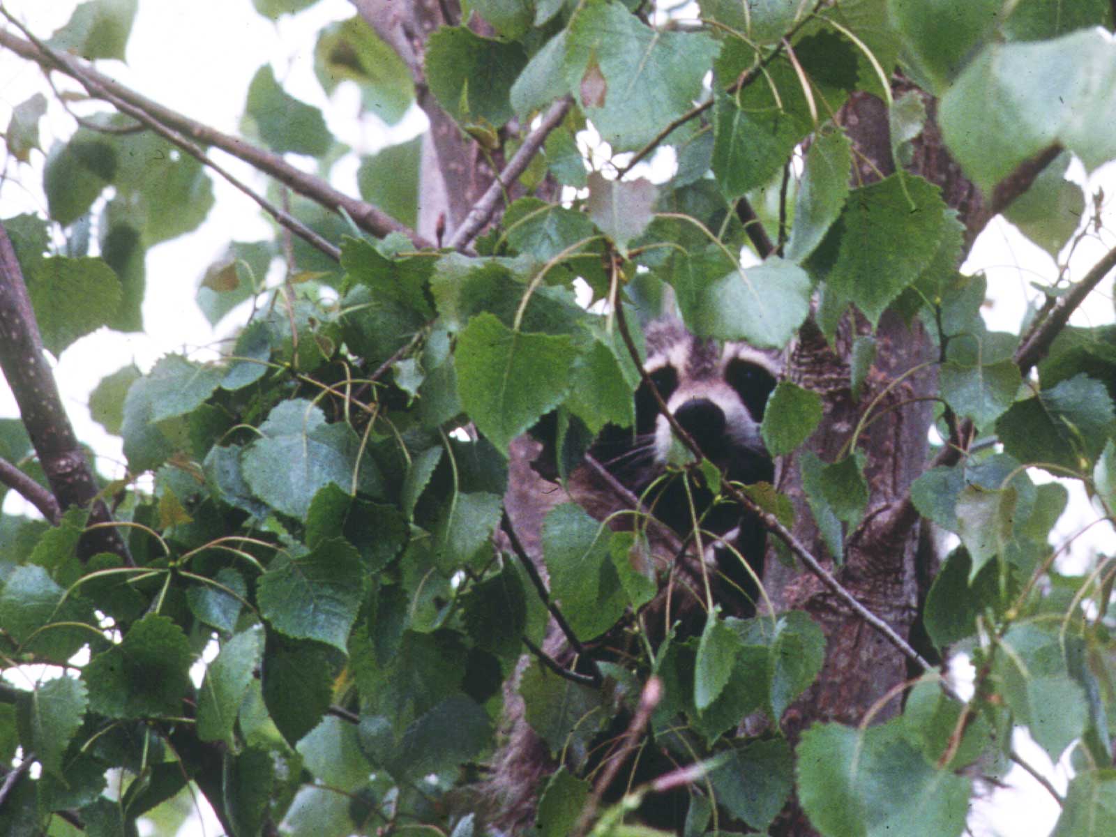 A racoon in a tree