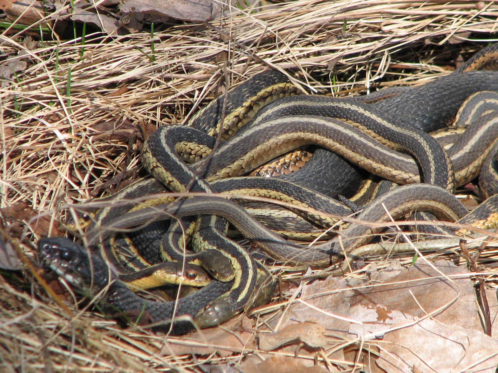 A garter snake