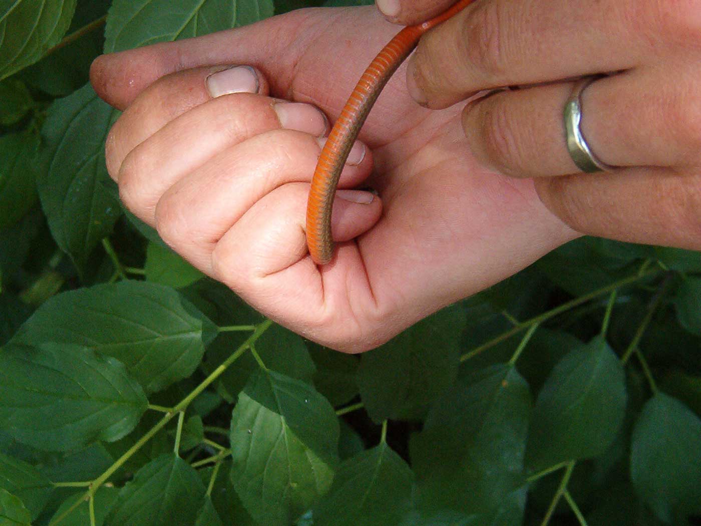 A snake in a person's hand