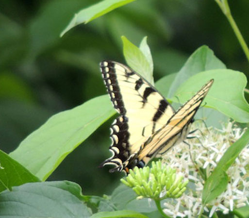 Eastern Tiger Swallowtail