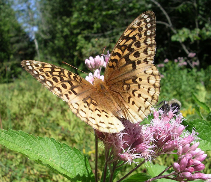 Fritillary Butterfly