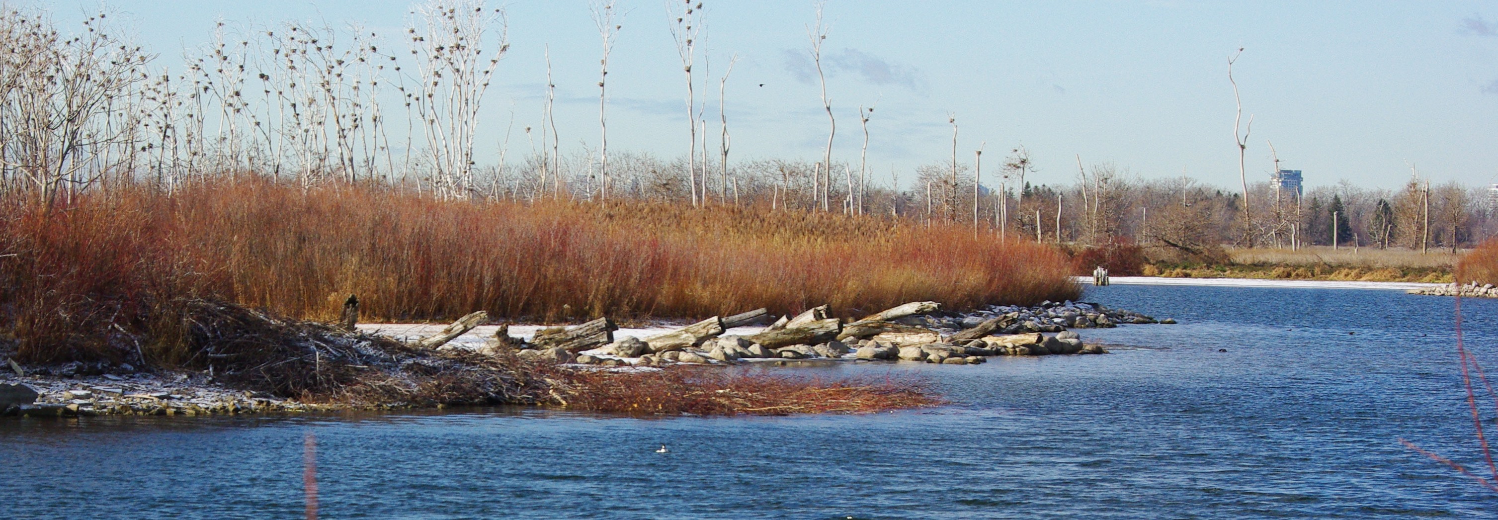 The Leslie Street Spit, Tommy Thompson Park, in winter