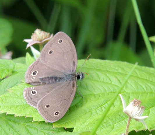Little Wood Satyr Butterfly