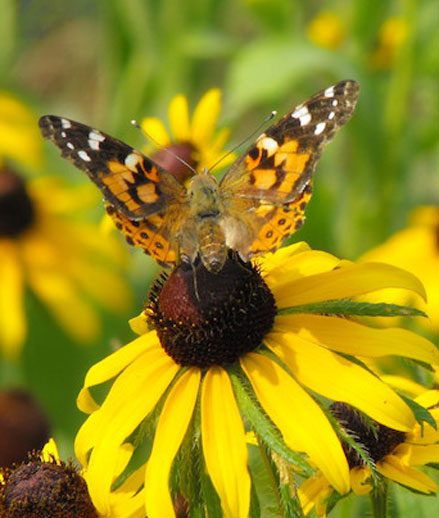 Painted Lady Butterfly