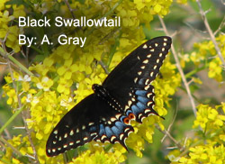 Black Swallowtail butterfly
