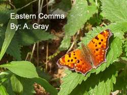 Eastern Comma butterfly
