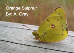 Orange Sulpher butterfly
