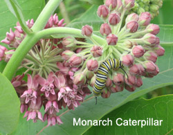 Monarch catepillar