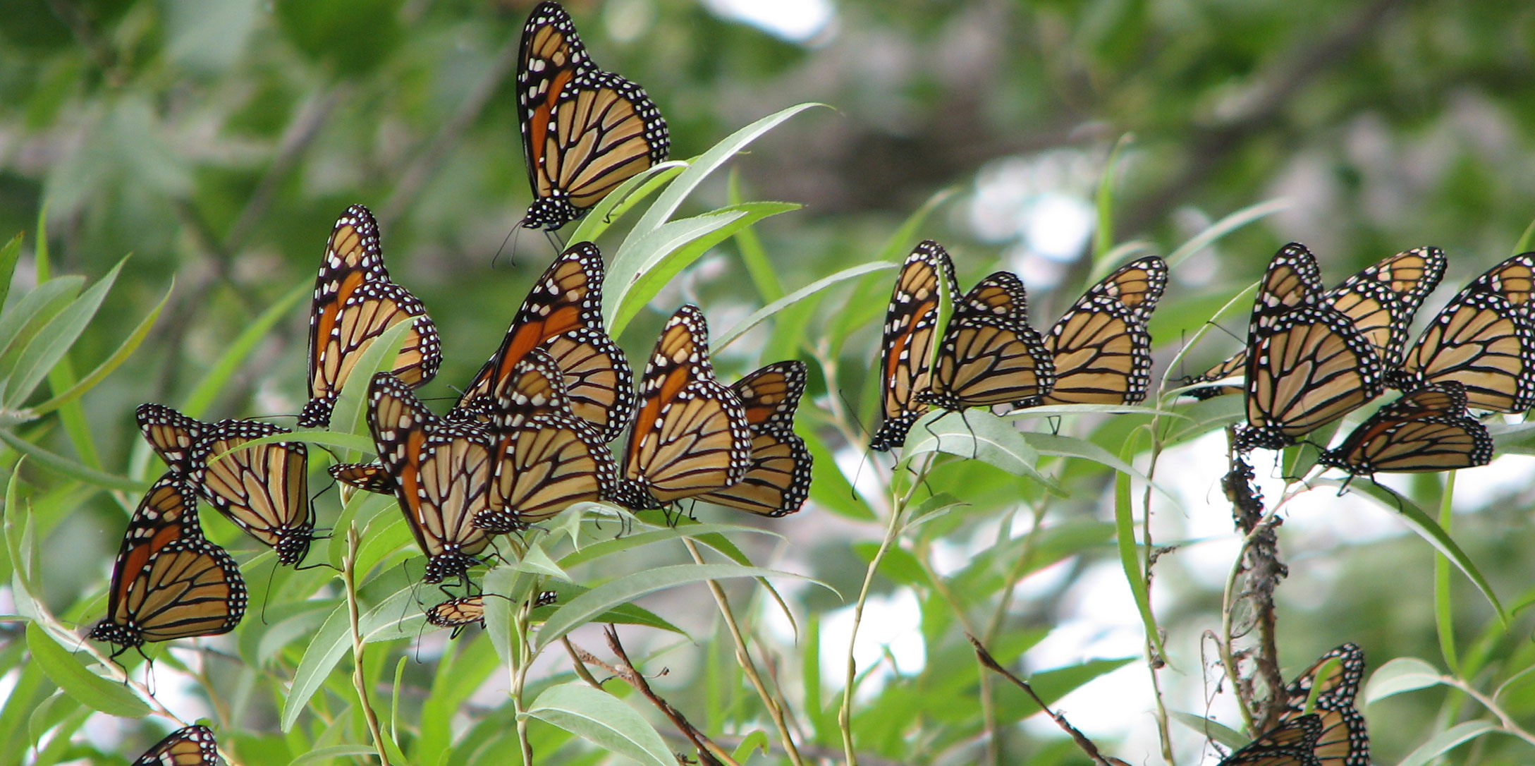 Monarch butterfly