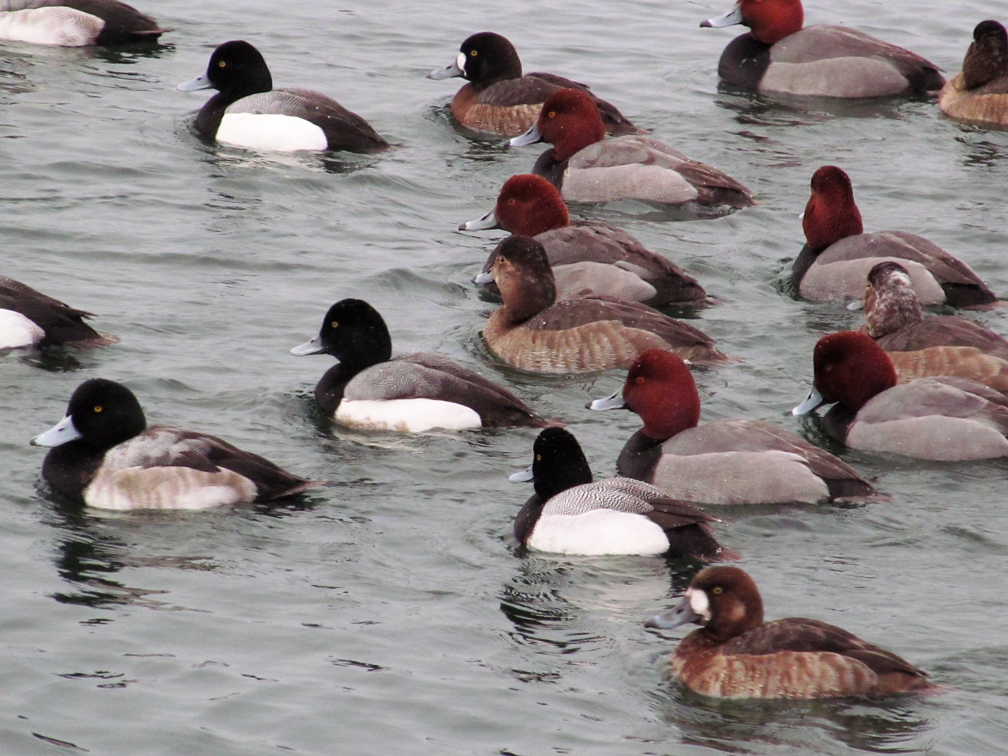 Winter waterfowl