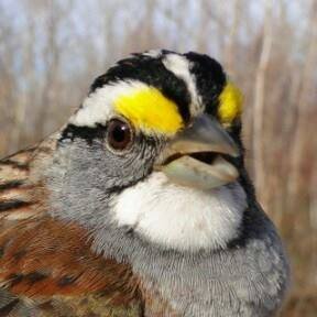 A bird photo