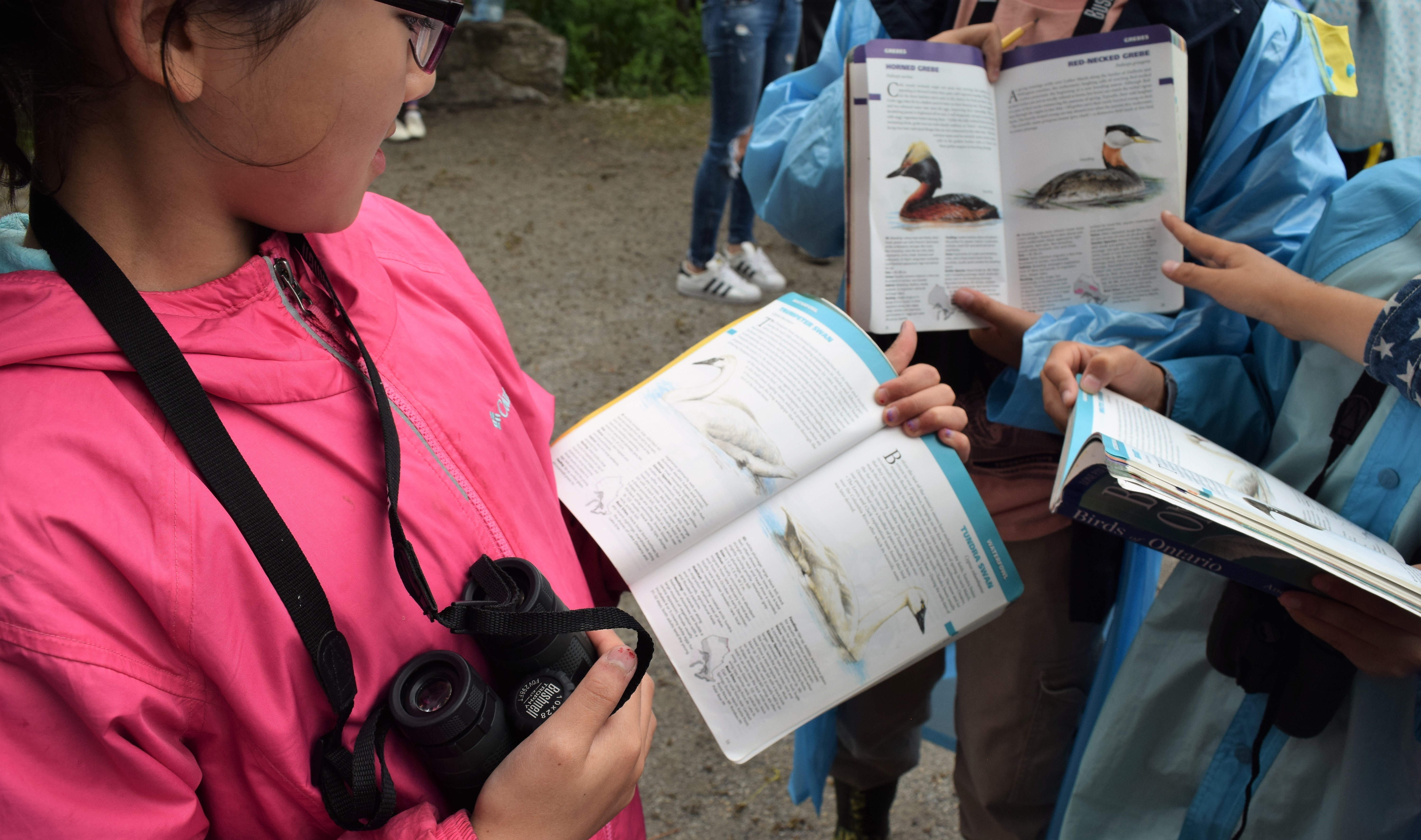 Kids looking at bird id books