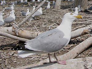 Herring Gull