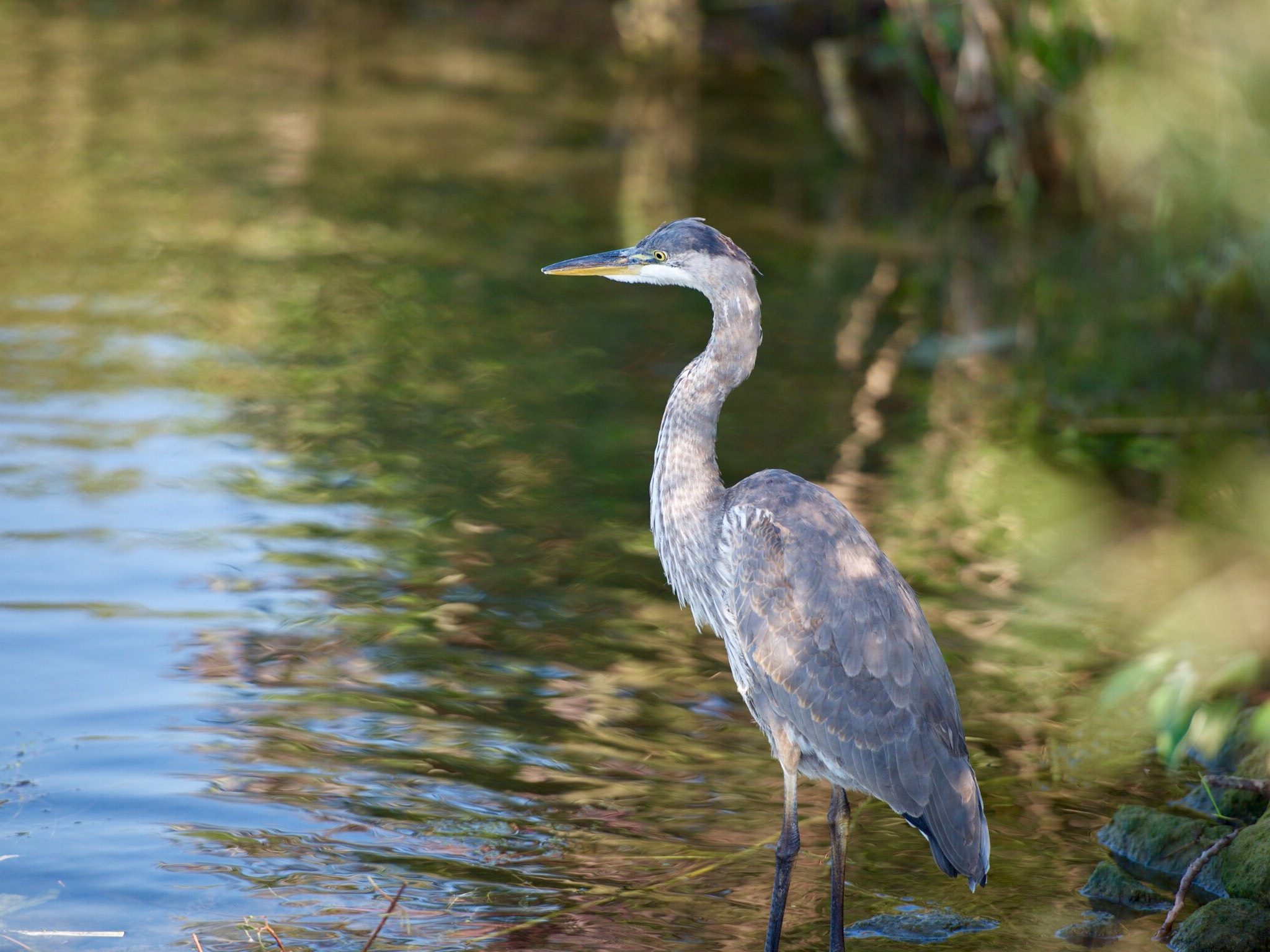 Great Blue Heron
