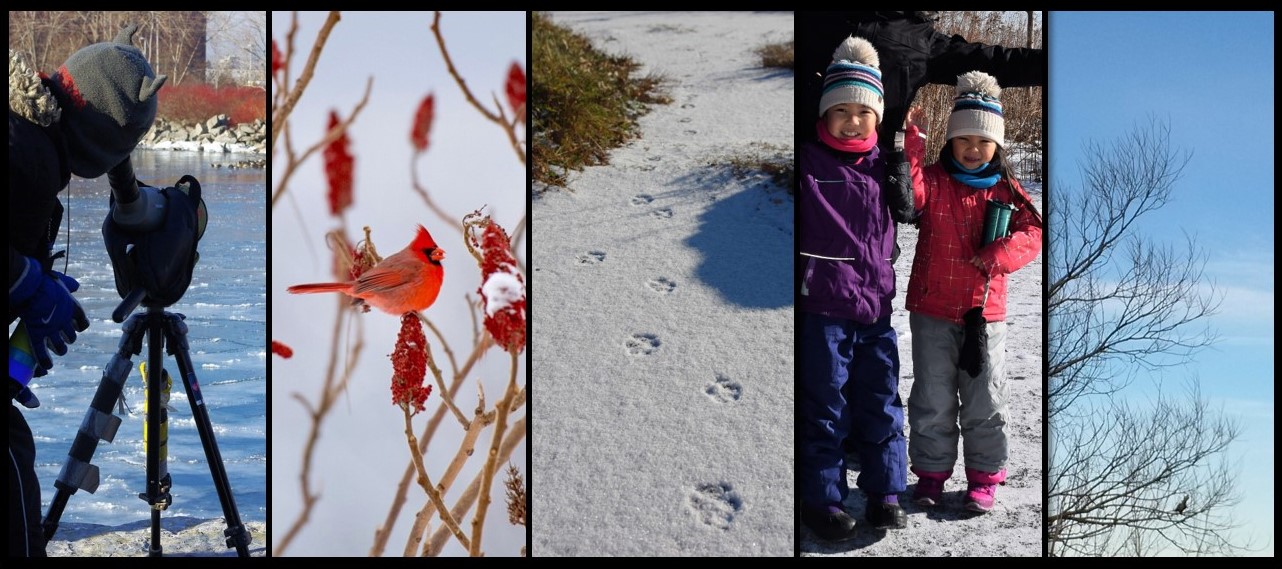 Photo collage from Tommy Thompson Park