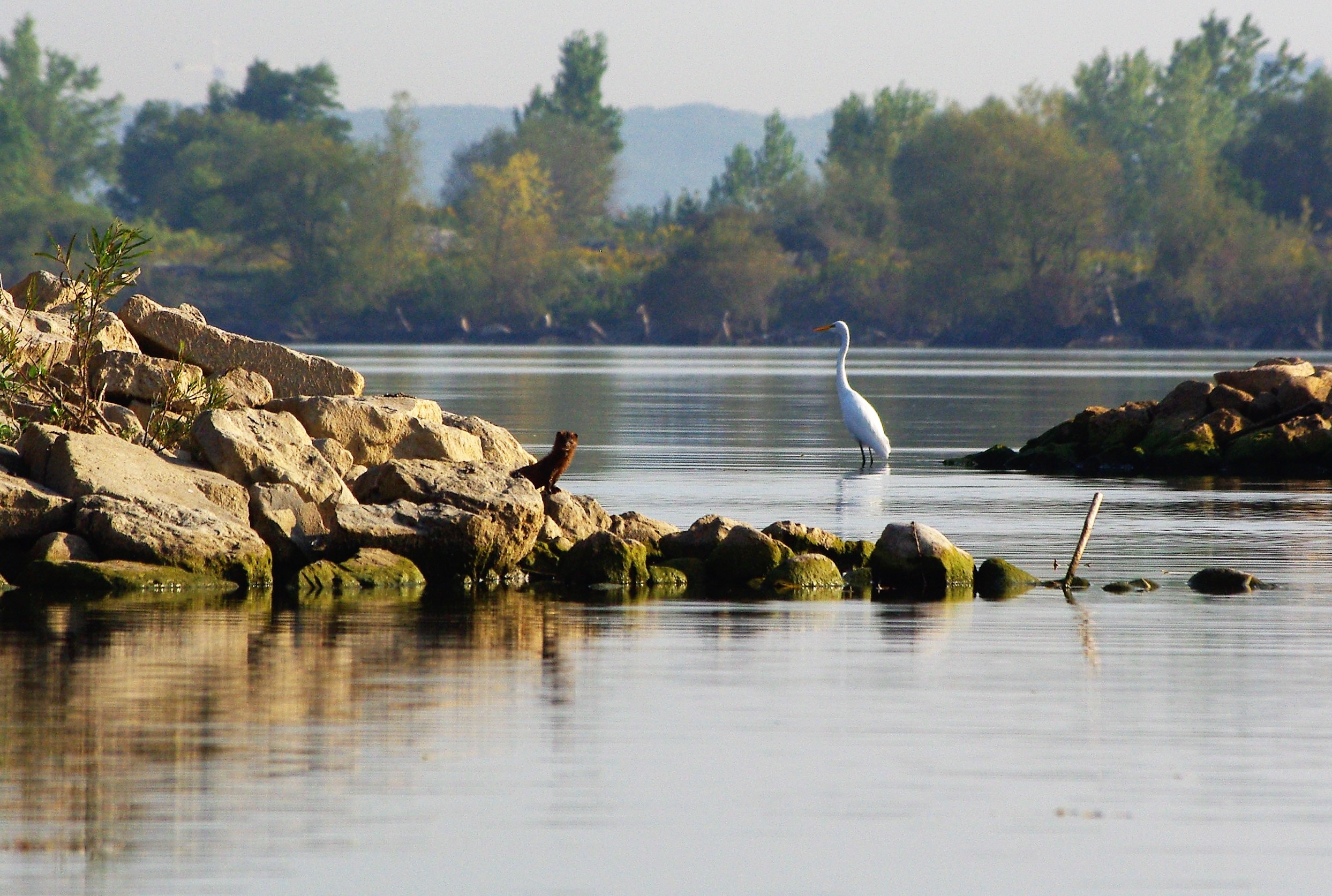 Mink and Egret on rocks