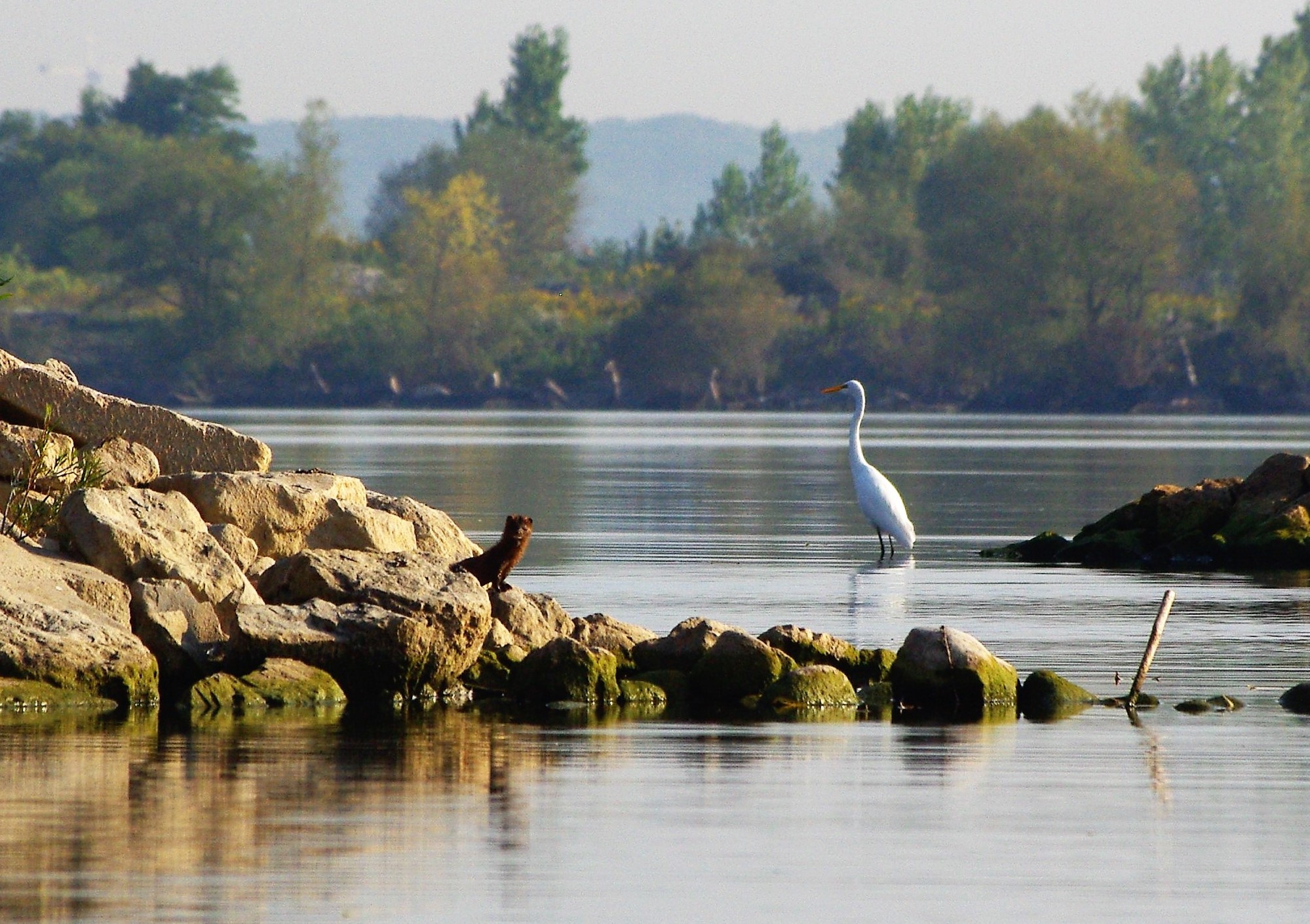 A Mink and Egret