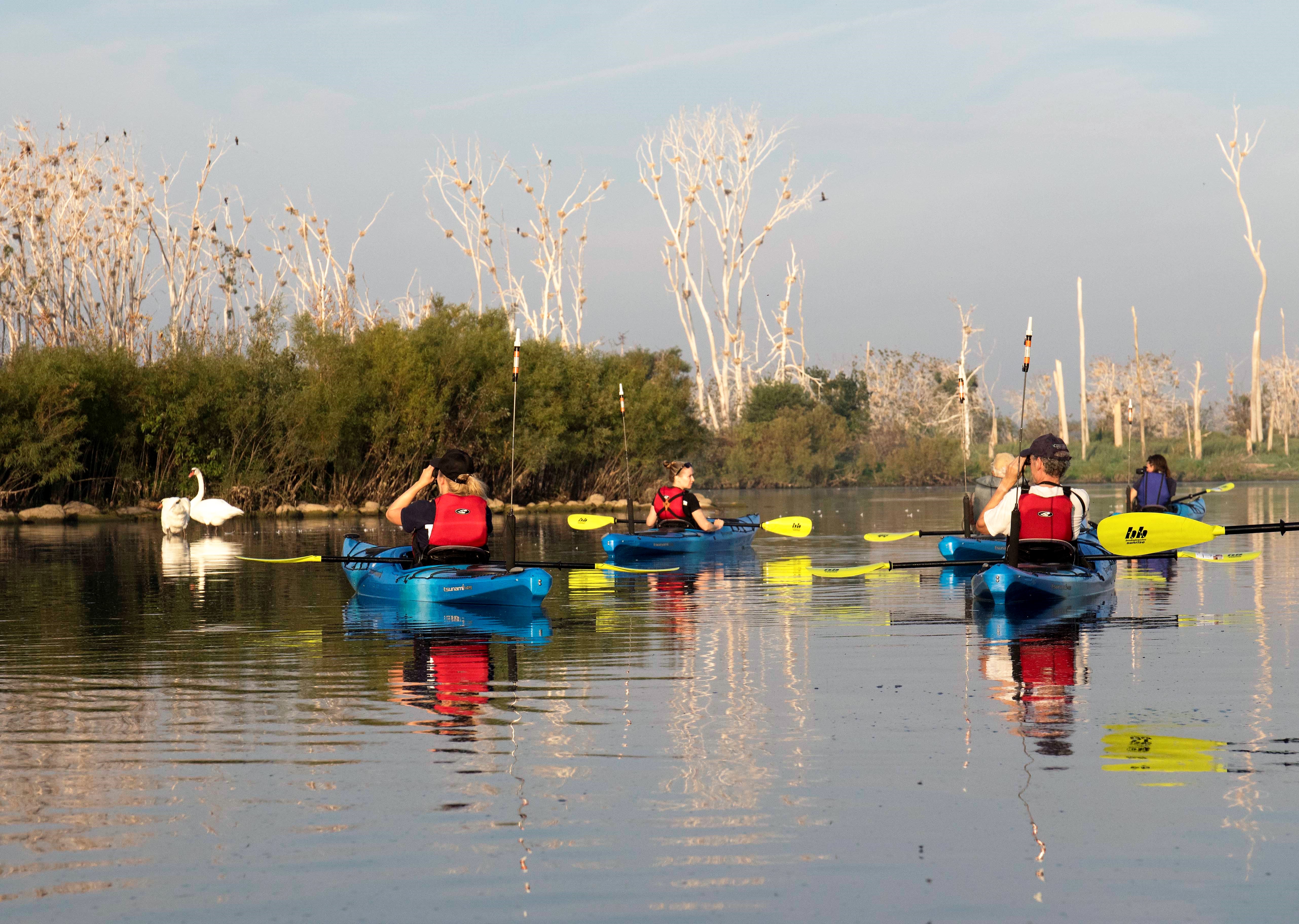 Kayakers looking at the cormorant colony at Tommy Thompson Park