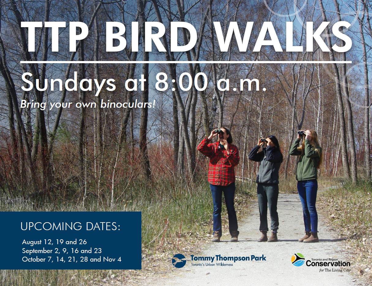 Bird Walk Fall Poster, Fall 2018