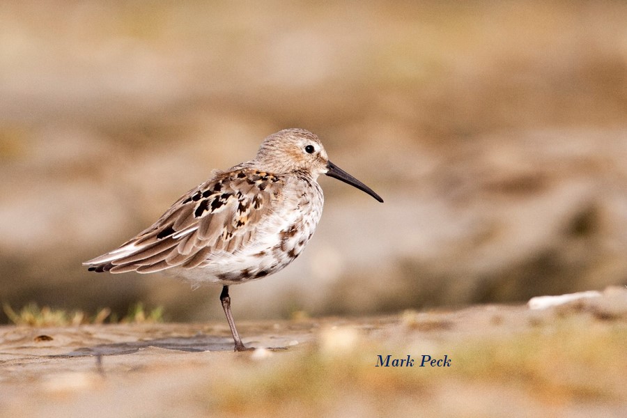 Shorebird on ground