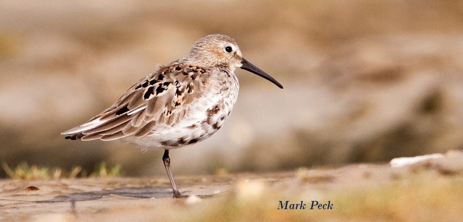 Shorebird on ground