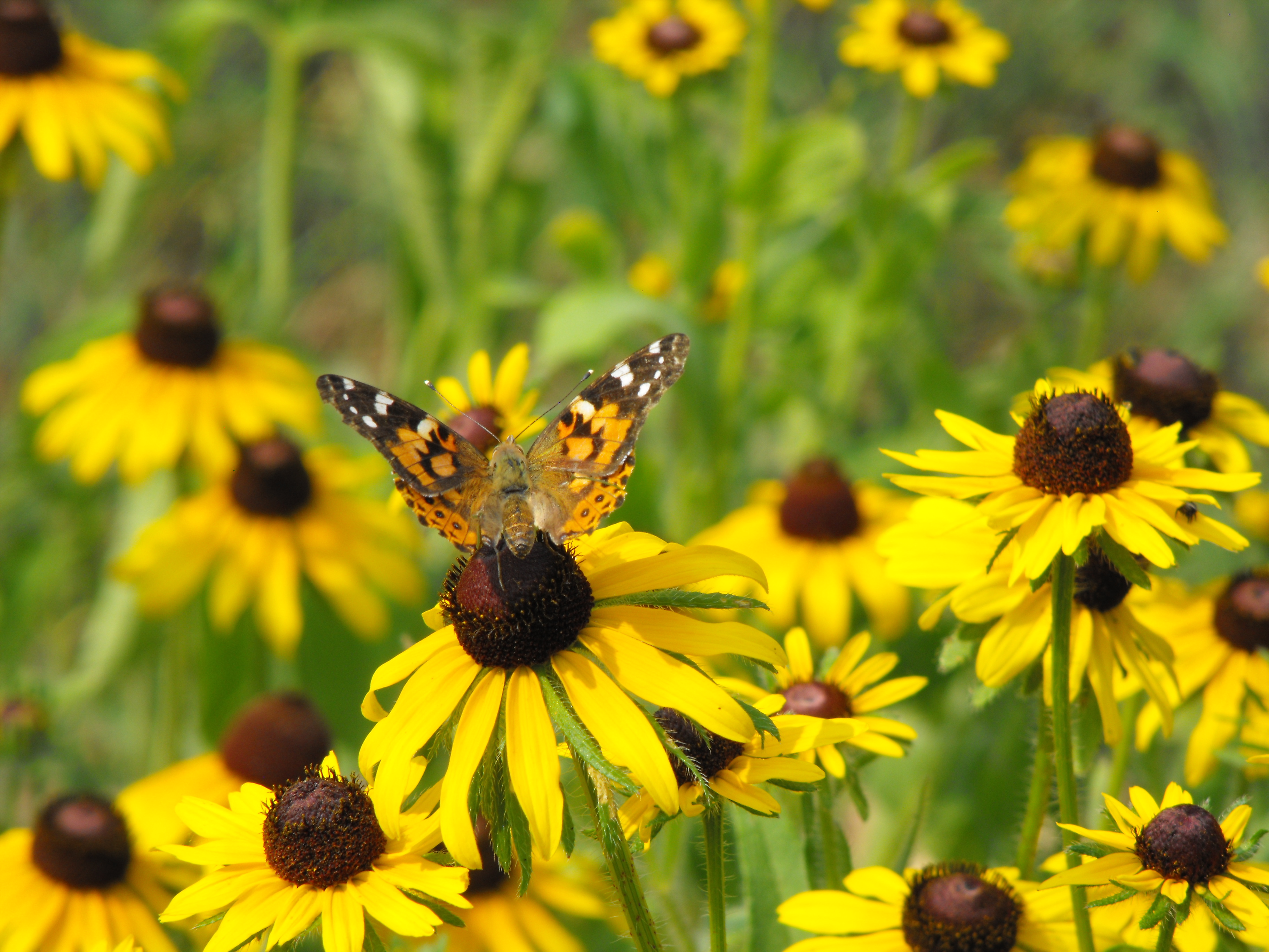 Painted Lady on a Black Eyed Susan