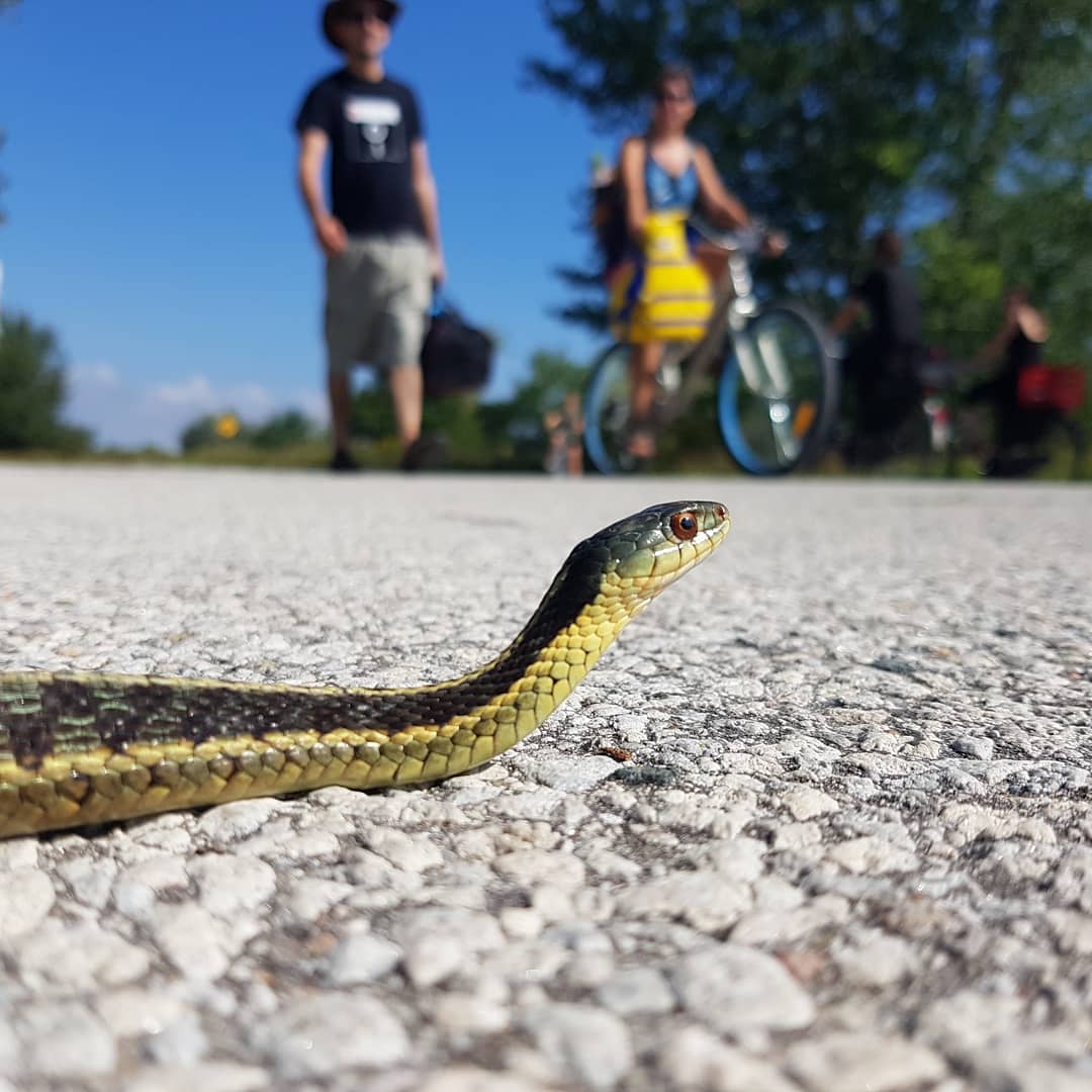 A snake at the park