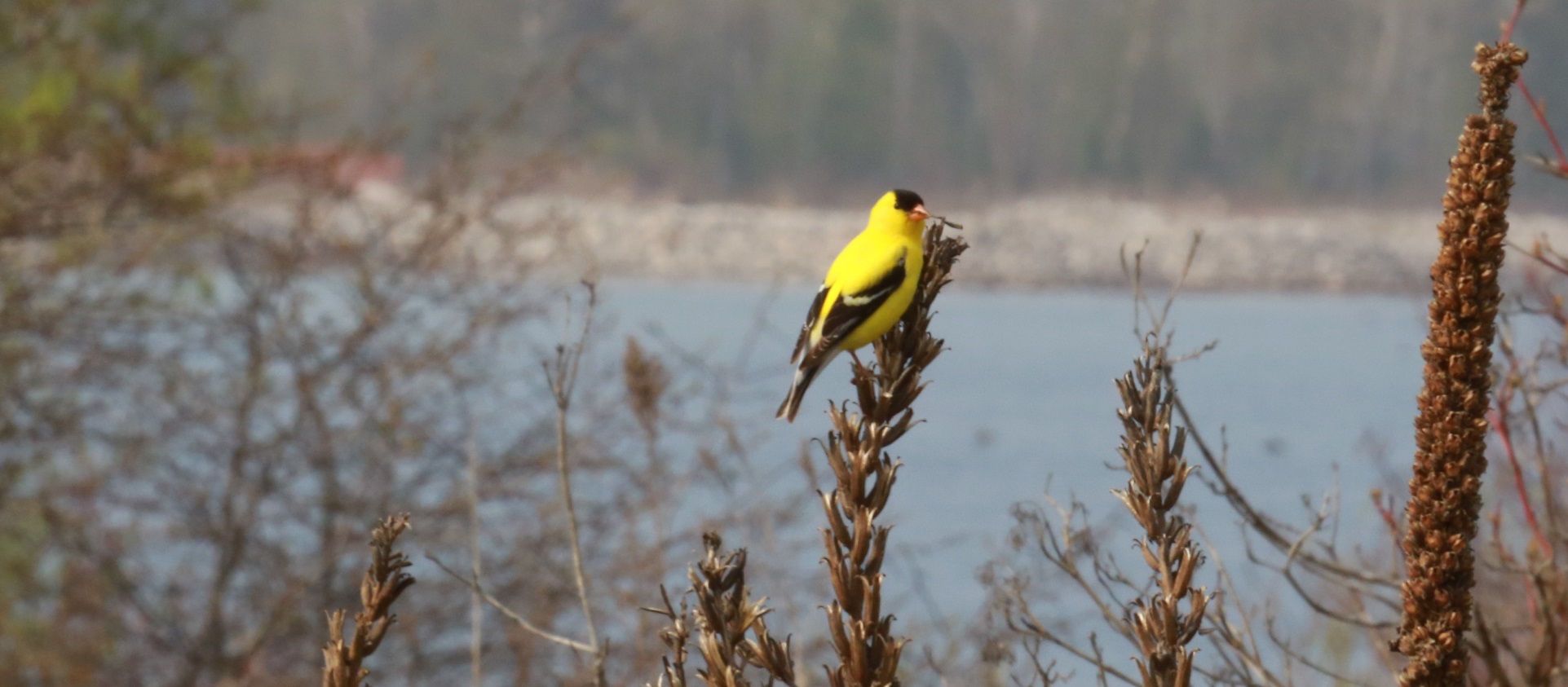 American goldfinch at Tommy Thompson Park