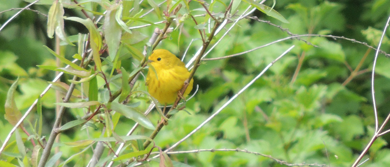 yellow warbler