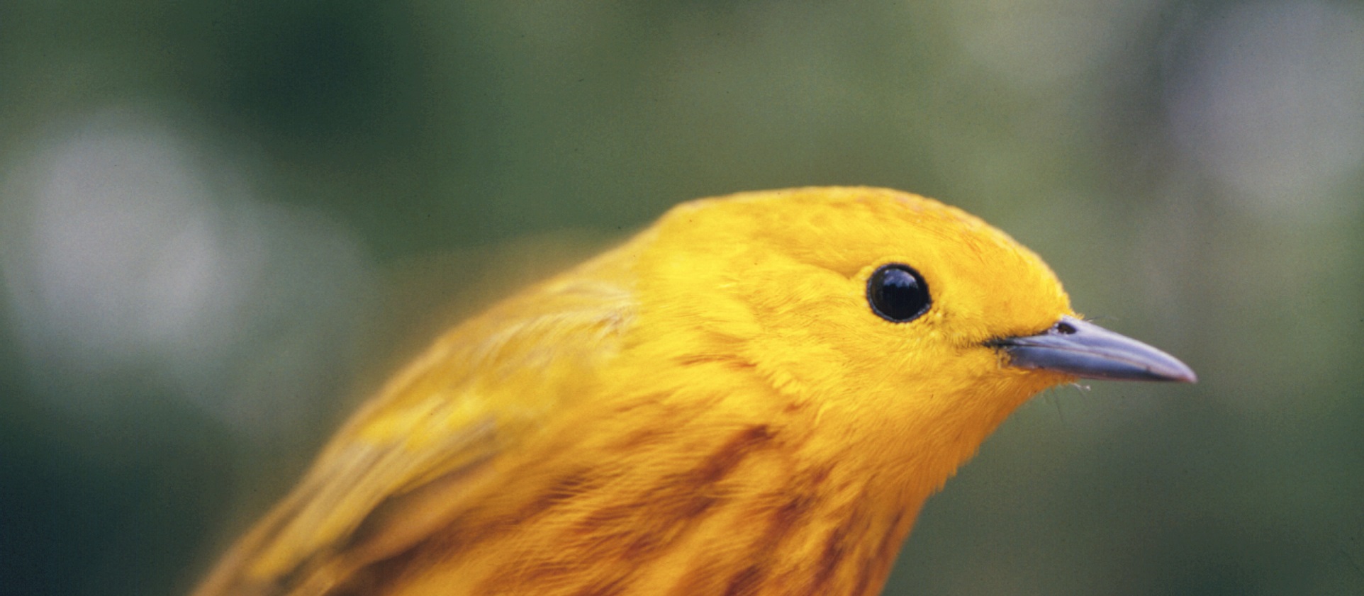 yellow warbler