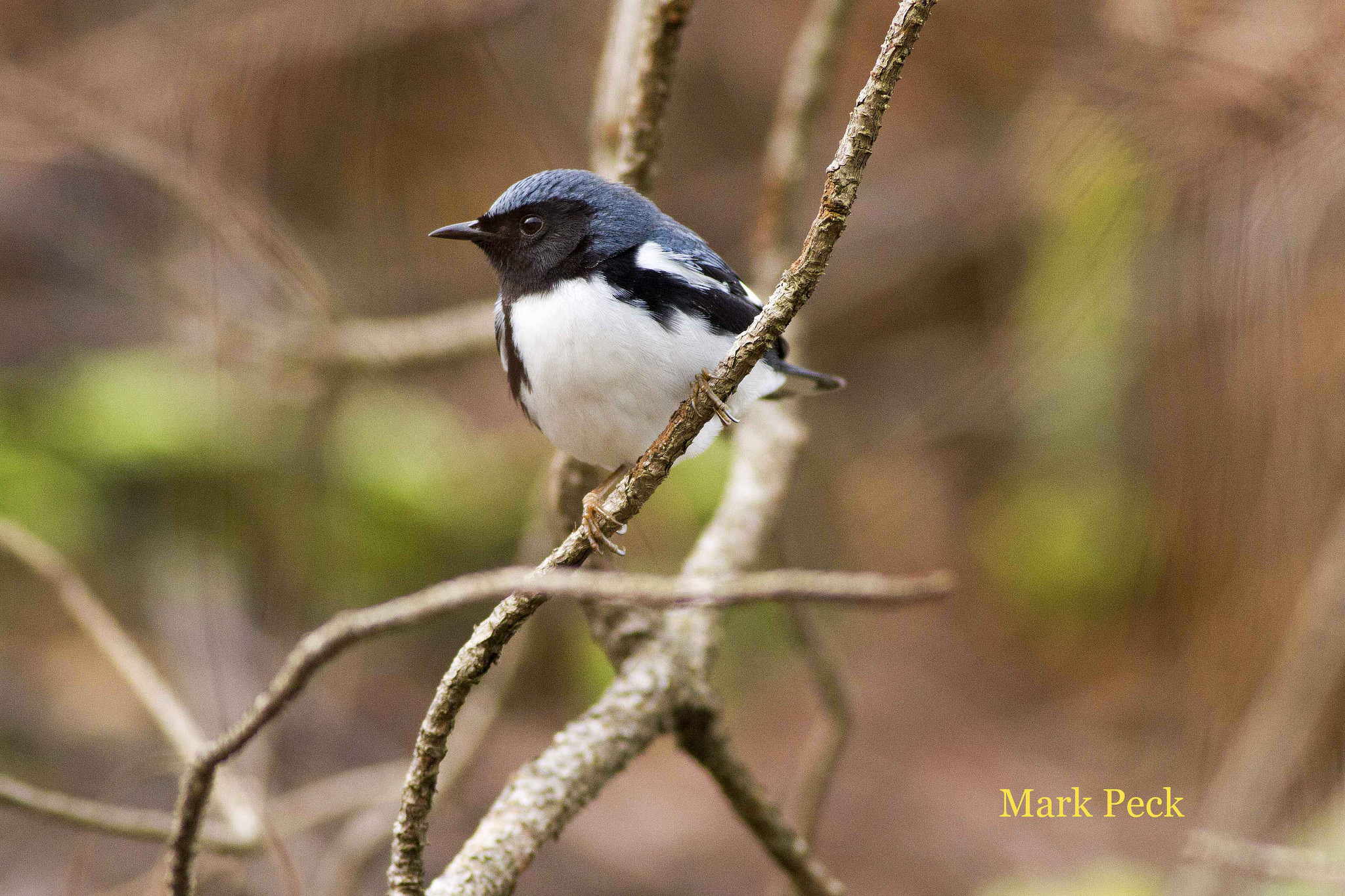 A warbler on a branch. Photo by Mark Peck.