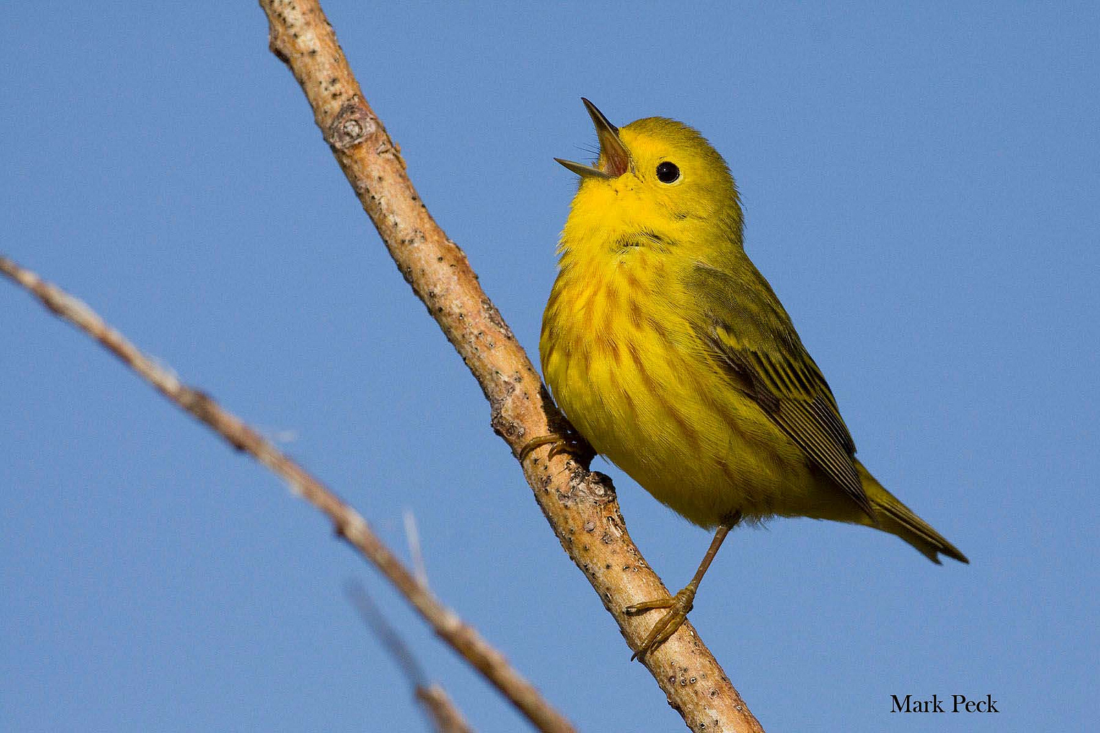 A warbler on a branch. Photo by Mark Peck.