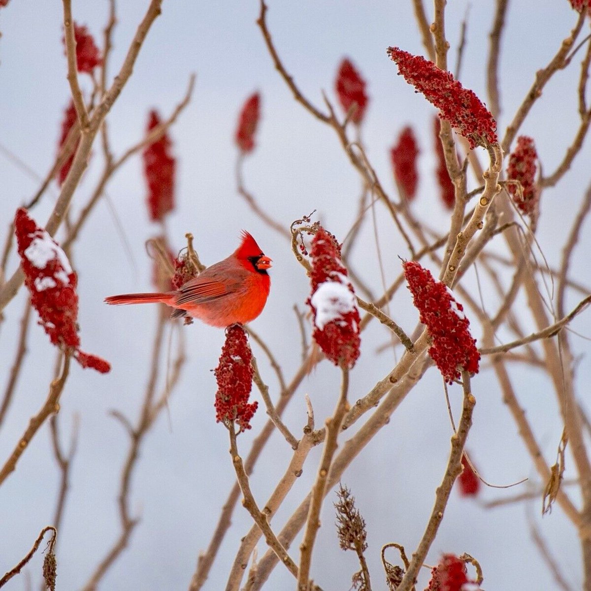 A cardinal in a sumac tree