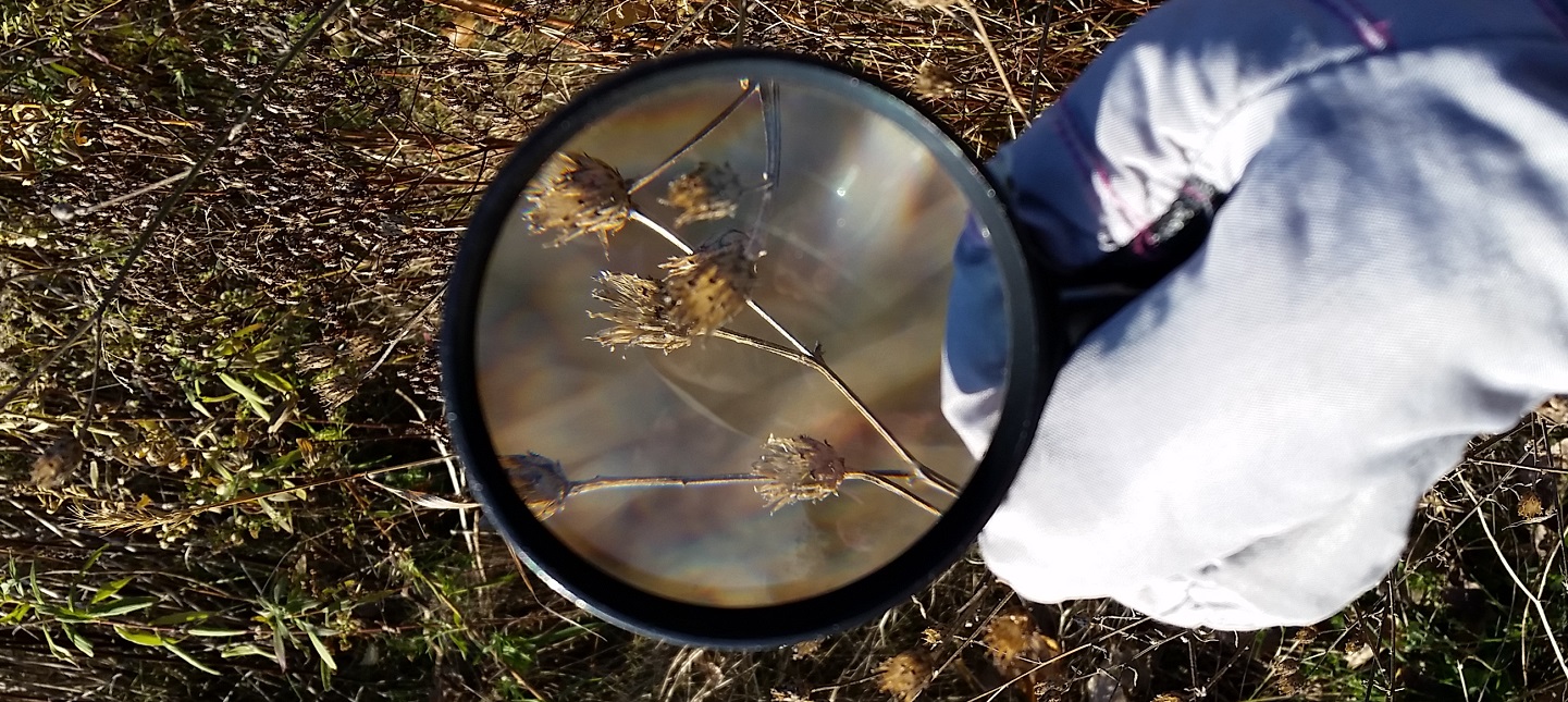 PA Nature day camper uses magnifying glass to examine plant