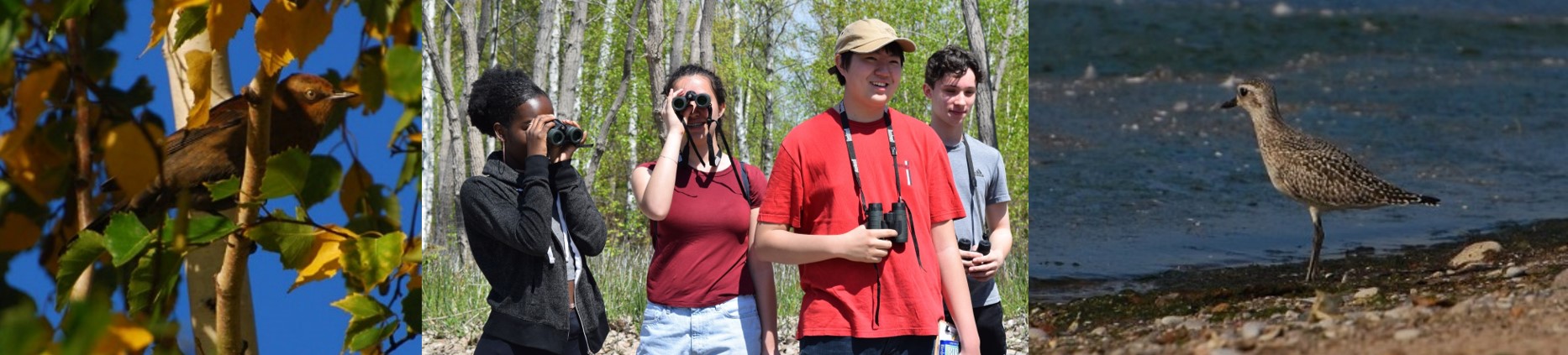 Three photos - Rusty Blackbird; youth with binoculars; Shorebird