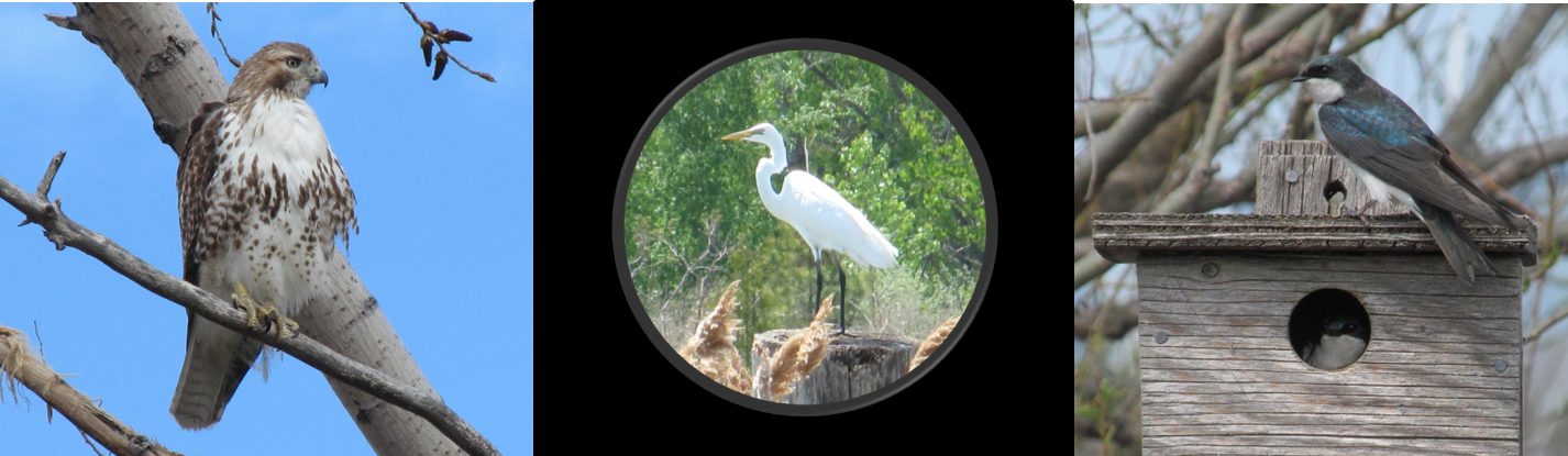 Three bird photos: hawk, egret, swallow
