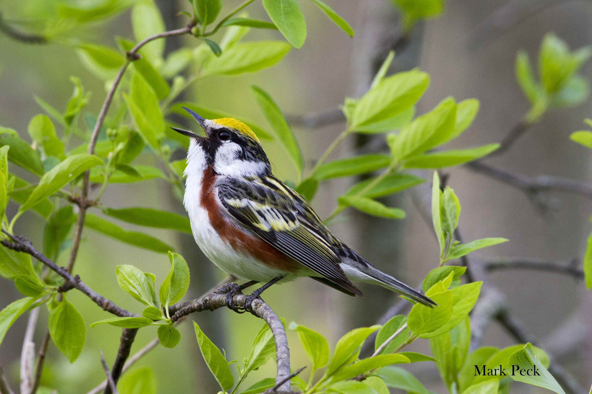 Chestnut-sided Warbler