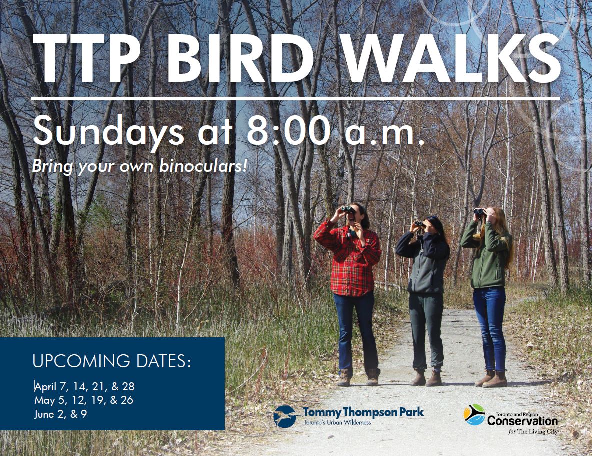 Bird Walk Fall Poster - Spring 2019