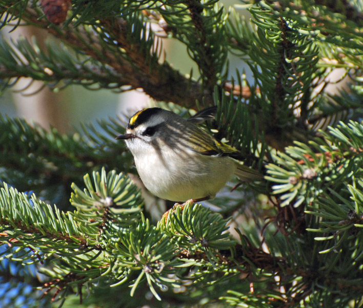Golden Crowned Kinglet