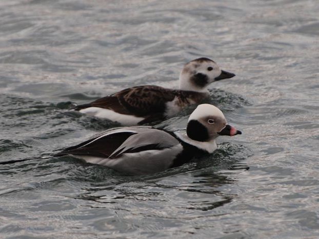 Waterfowl