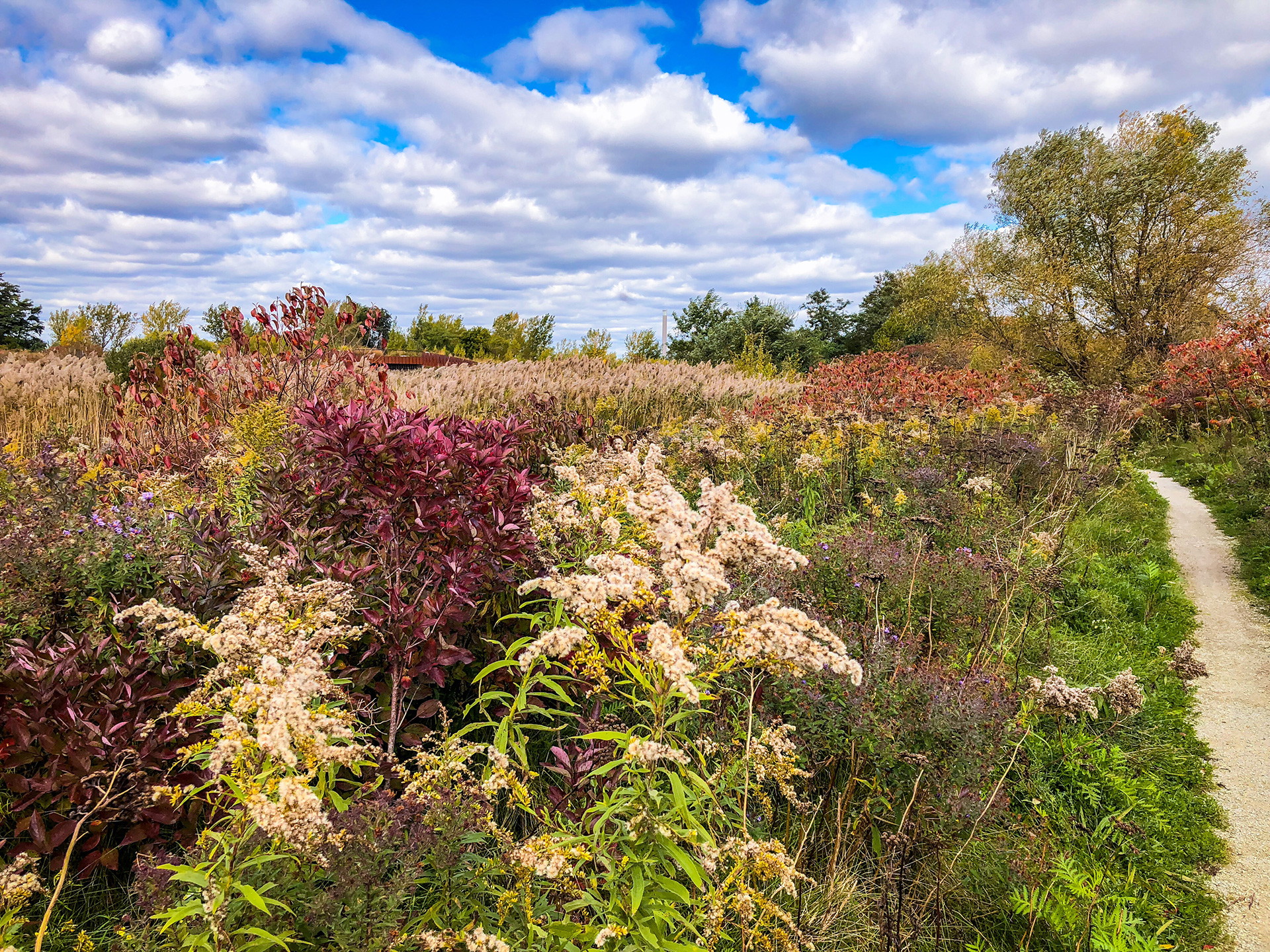 A trail through a meadow at Tommy Thompson Park in the autumn. Photo by Amanda Kohler.