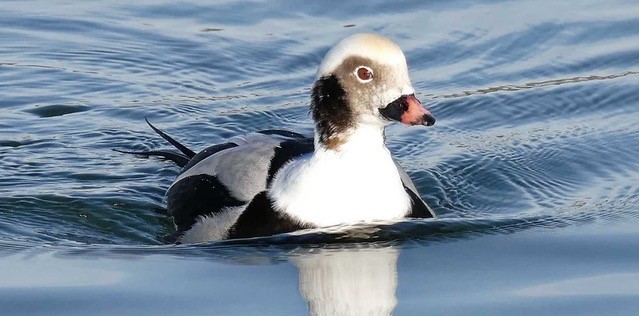 Long-tailed Duck