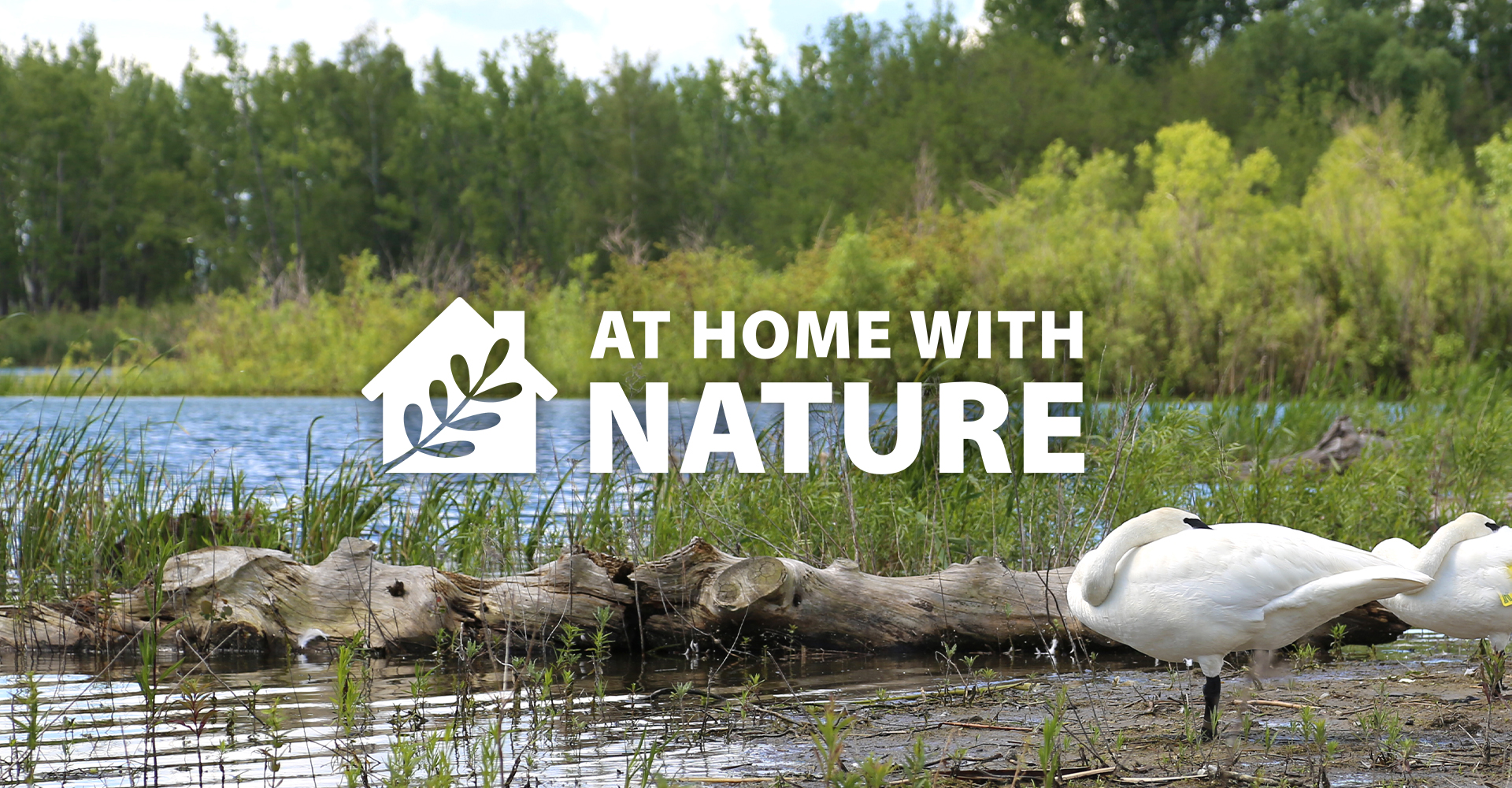 At Home with Nature - Making Marshes