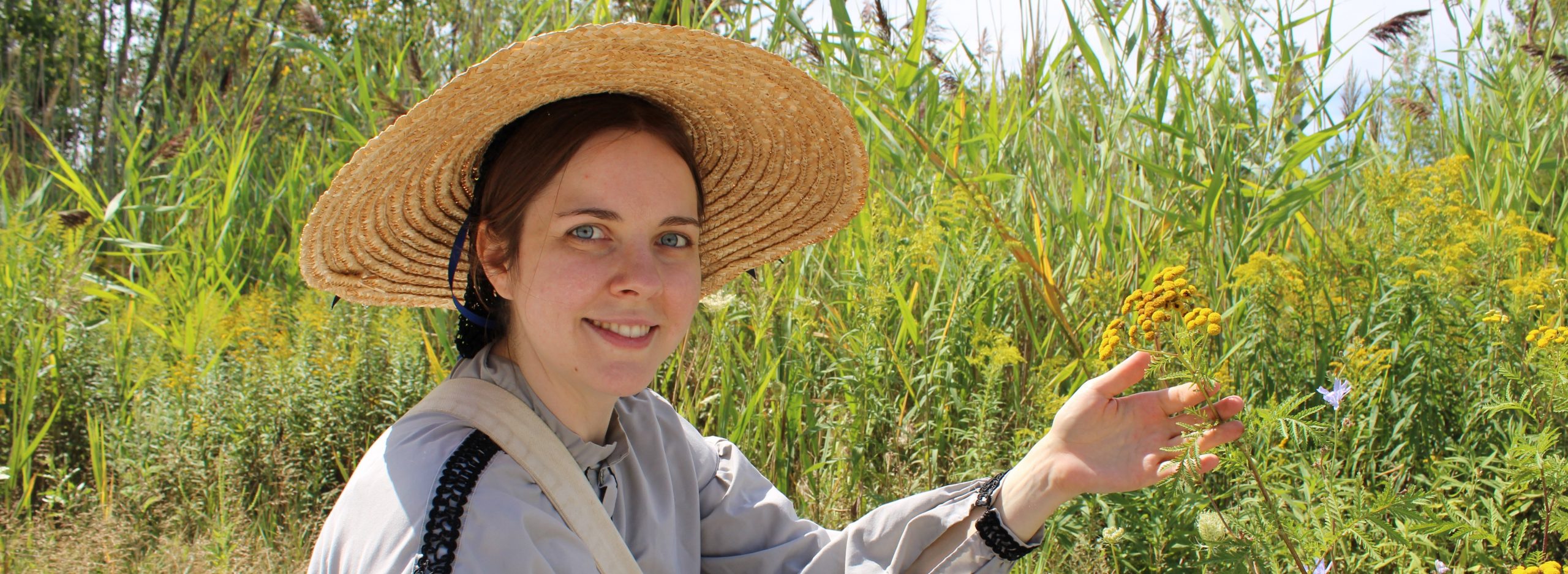 Black Creek Pioneer Village history actor in costume examines Common Tansy plant